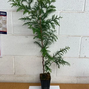 Green Giant Arborvitae Live Plant – 4 inch Pot, 16-24 inches Tall, Outdoor Privacy Tree - Image 6