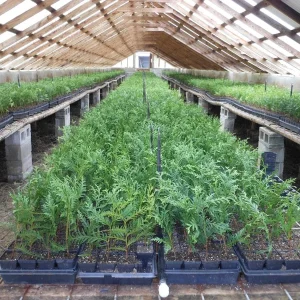 Green Giant Arborvitae Live Plant – 4 inch Pot, 16-24 inches Tall, Outdoor Privacy Tree - Image 7