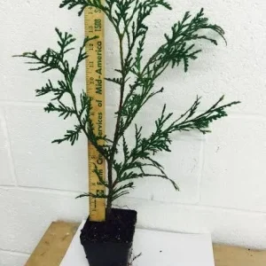 Green Giant Arborvitae Live Plant – 4 inch Pot, 16-24 inches Tall, Outdoor Privacy Tree - Image 8