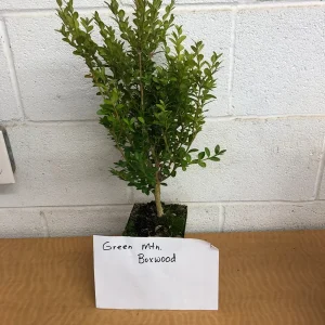 Green Mountain Boxwood Live Plant - 6-12 inch, Quart Pot, Outdoor Shrub - Image 3