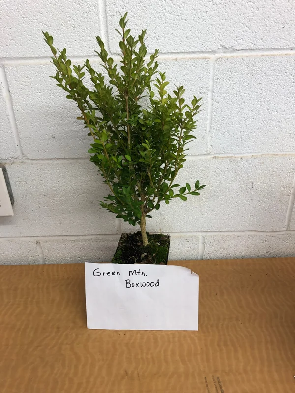 Green Mountain Boxwood Live Plant - 6-12 inch, Quart Pot, Outdoor Shrub - Image 3
