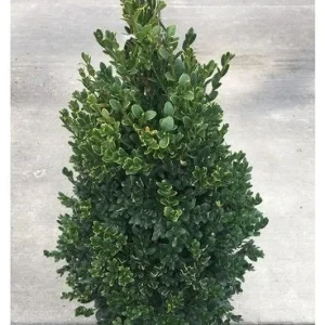 Green Mountain Boxwood Live Plant - 6-12 inch, Quart Pot, Outdoor Shrub - Image 5
