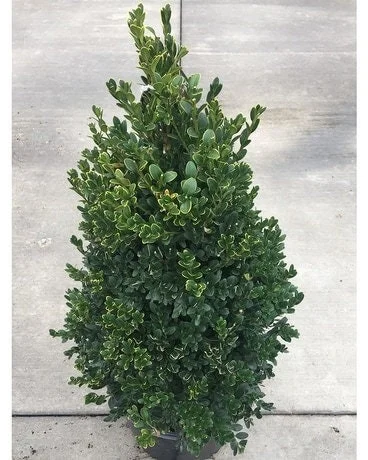 Green Mountain Boxwood Live Plant - 6-12 inch, Quart Pot, Outdoor Shrub - Image 5