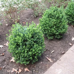 Green Mountain Boxwood Live Plant - 6-12 inch, Quart Pot, Outdoor Shrub - Image 6