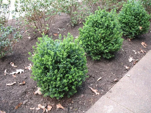 Green Mountain Boxwood Live Plant - 6-12 inch, Quart Pot, Outdoor Shrub - Image 6