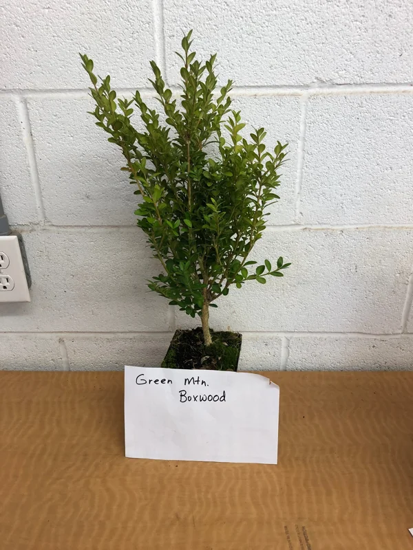Green Mountain Boxwood Live Plant - 6-12 inch, Quart Pot, Outdoor Shrub - Image 8