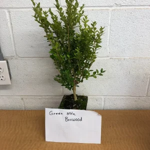 Green Mountain Boxwood Live Plant - 6-12 inch, Quart Pot, Evergreen Shrub, Zones 4-9 - Image 8