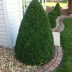 Green Mountain Boxwood Live Plant - 6-12 inch, Quart Pot, Evergreen Shrub, Zones 4-9 - Image 1