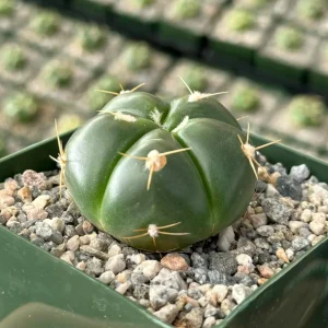 Green Tomato Cactus Live Plant – Gymnocalycium Horstii – 4 inch Pot – Indoor Succulent - Image 3
