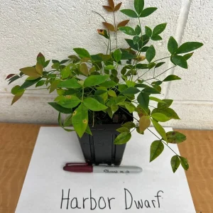 Harbor Dwarf Nandina Live Plant - 6-12 inch tall in Quart Pot - Outdoor Shrub - Image 2