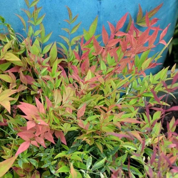 Harbor Dwarf Nandina Live Plant - 6-12 inch tall in Quart Pot - Outdoor Shrub - Image 3