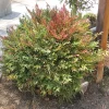 Harbor Dwarf Nandina Live Plant - 6-12 inch tall in Quart Pot - Outdoor Shrub - Image 1