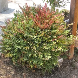 Harbor Dwarf Nandina Live Plant - 6-12 inch tall in Quart Pot - Outdoor Shrub - Image 1