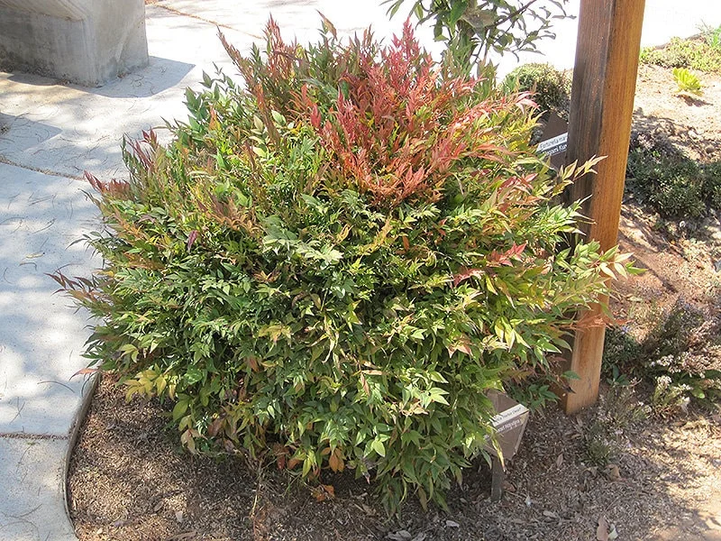 Harbor Dwarf Nandina Live Plant - 6-12 inch tall in Quart Pot - Outdoor Shrub - Image 1