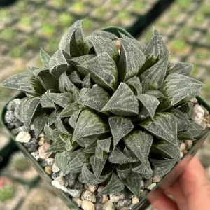Haworthia Emelyae Live Plant - Fuzzy Succulent in 3 inch Pot - Easy Care Indoor - Image 2