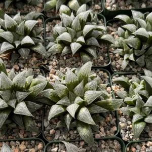 Haworthia Emelyae Live Plant - Fuzzy Succulent in 3 inch Pot - Easy Care Indoor - Image 3