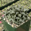 Haworthia Emelyae Live Plant - Fuzzy Succulent in 3 inch Pot - Easy Care Indoor - Image 1