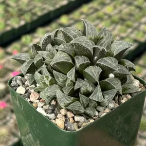 Haworthia Emelyae Live Plant - Fuzzy Succulent in 3 inch Pot - Easy Care Indoor - Image 1