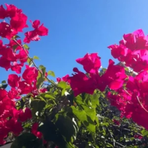 Helen Bougainvillea Live Plant Set - 2 Pack, 4-6