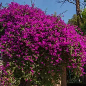 Helen Bougainvillea Live Plant Set - 2 Pack, 4-6