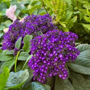 Heliotrope Fragrant Delight Live Plant - 2 Pack, 4-6