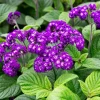 Heliotrope Fragrant Delight Live Plant - 2 Pack, 4-6" Tall, Purple Blooms, Vanilla Scent - Image 1