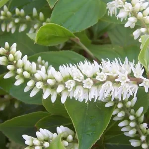 Henry's Garnet Virginia Sweetspirea Live Plant – 4