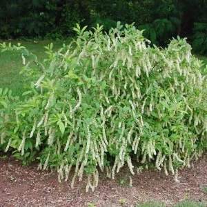 Henry's Garnet Virginia Sweetspirea Live Plant – 4