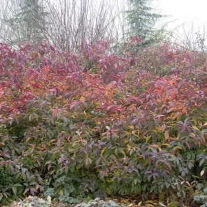 Henry's Garnet Virginia Sweetspirea Live Plant – 4