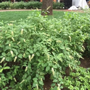 Henry's Garnet Virginia Sweetspirea Live Plant – 4