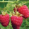 Heritage Red Raspberry Live Plant - Everbearing Bush for Zones 4-8 - Image 1