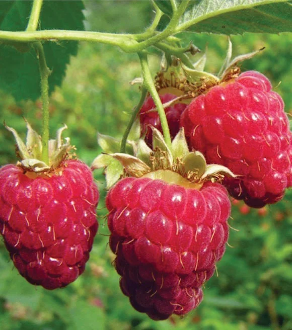 Heritage Red Raspberry Live Plant - Everbearing Bush for Zones 4-8 - Image 1