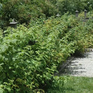 Heritage Red Raspberry Live Plant - Everbearing Bush for Zones 4-8 - Image 2