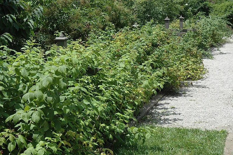 Heritage Red Raspberry Live Plant - Everbearing Bush for Zones 4-8 - Image 2