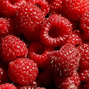 Heritage Red Raspberry Live Plant - Everbearing Bush for Zones 4-8 - Image 3