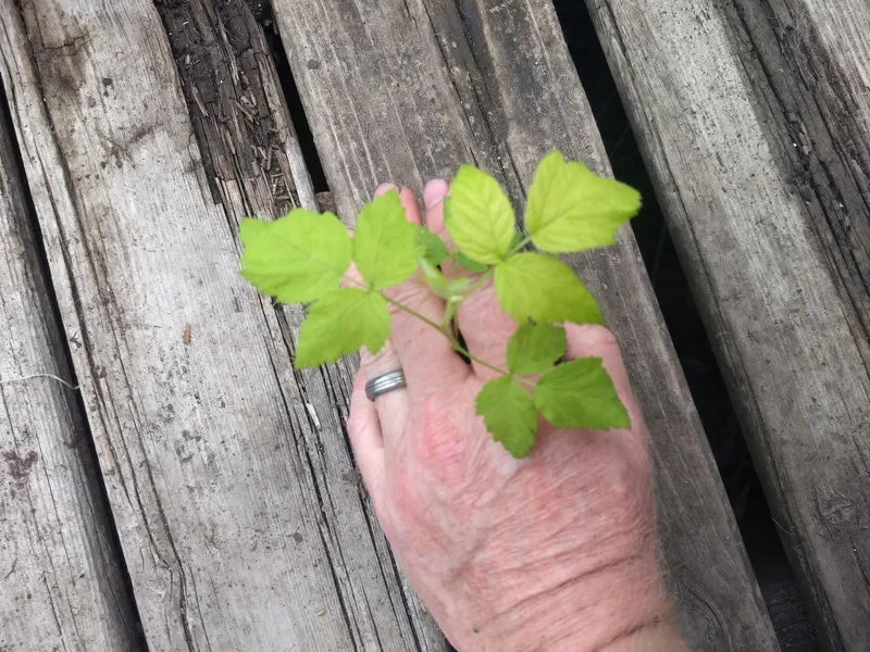 Heritage Red Raspberry Live Plant - Everbearing Bush for Zones 4-8 - Image 4