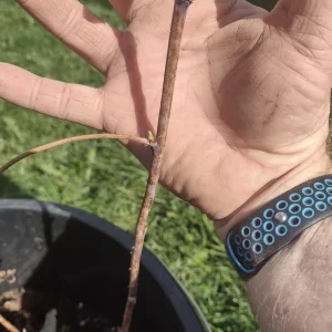 Heritage Red Raspberry Live Plant - Everbearing Bush for Zones 4-8 - Image 5