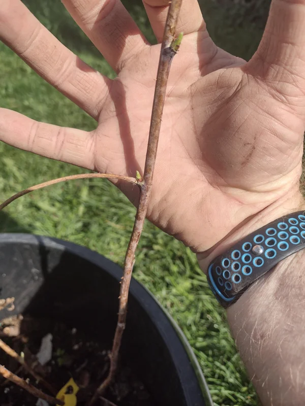 Heritage Red Raspberry Live Plant - Everbearing Bush for Zones 4-8 - Image 5