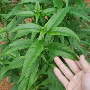 Hoan Ngoc Live Plant (Pseuderanthemum palatiferum) – 5-9