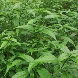Hoan Ngoc Live Plant (Pseuderanthemum palatiferum) – 5-9