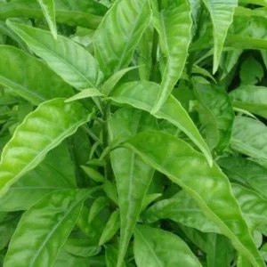 Hoan Ngoc Live Plant (Pseuderanthemum palatiferum) – 5-9