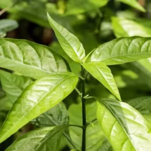 Hoan Ngoc Live Plant (Pseuderanthemum palatiferum) – 5-9