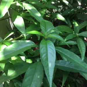 Hoan Ngoc Live Plant (Pseuderanthemum palatiferum) – Set of 3, 5-9