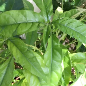 Hoan Ngoc Live Plant (Pseuderanthemum palatiferum) – Set of 3, 5-9