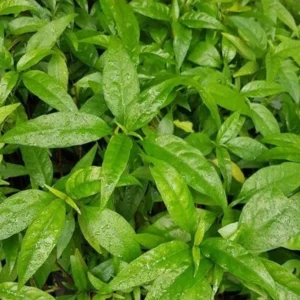Hoan Ngoc Live Plant (Pseuderanthemum palatiferum) – Set of 3, 5-9