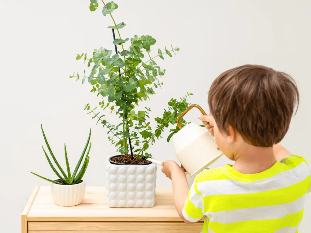 watering eucalyptus plants