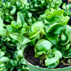 Hoya Hindu Rope Live Plant - Hoya Carnosa Compacta - Curly Houseplant in 4 inch Pot - Image 2