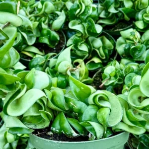 Hoya Hindu Rope Live Plant - Hoya Carnosa Compacta - Curly Houseplant in 4 inch Pot - Image 3