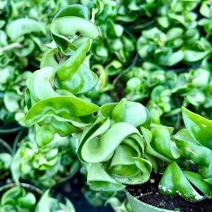 Hoya Hindu Rope Live Plant - Hoya Carnosa Compacta - Curly Houseplant in 4 inch Pot - Image 4