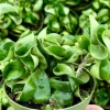 Hoya Hindu Rope Live Plant - Hoya Carnosa Compacta - Curly Houseplant in 4 inch Pot - Image 1
